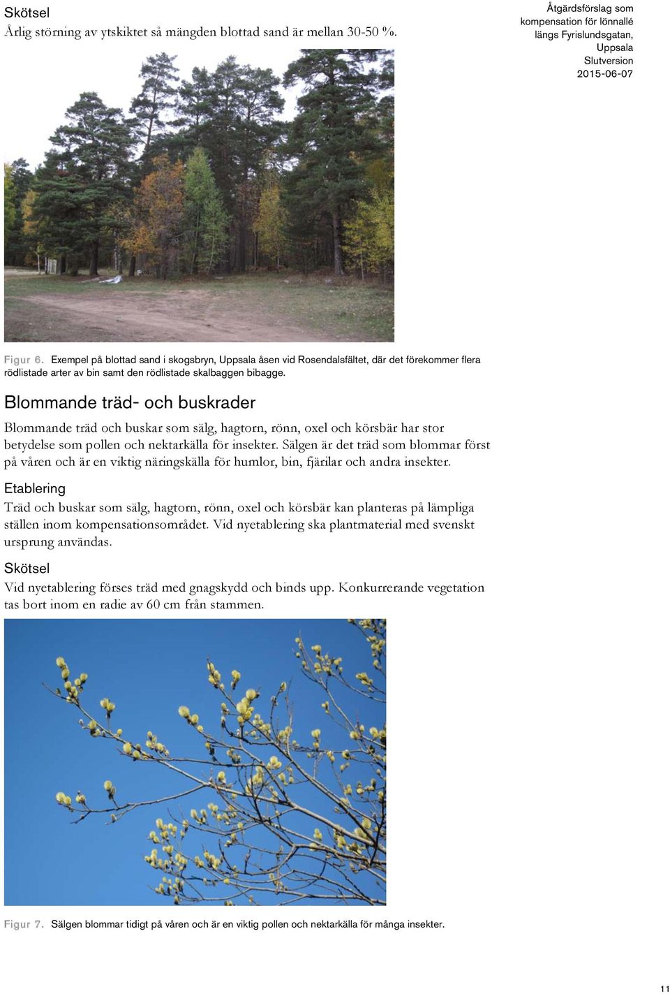 Blommande träd- och buskrader Blommande träd och buskar som sälg, hagtorn, rönn, oxel och körsbär har stor betydelse som pollen och nektarkälla för insekter.