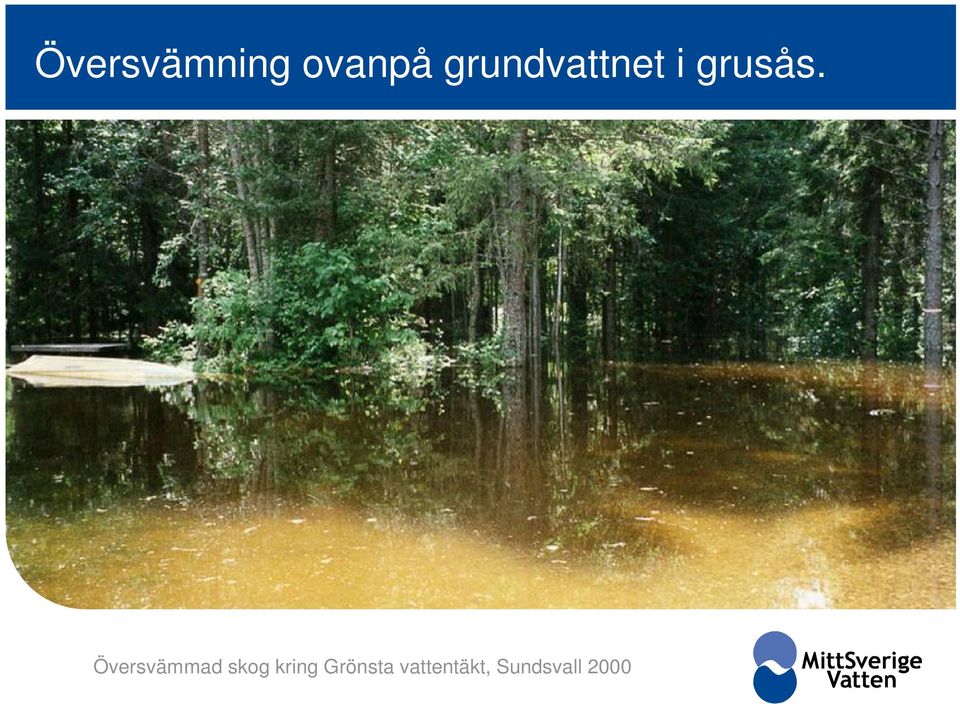 Översvämmad skog kring