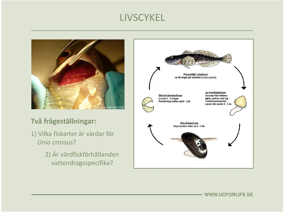 fiskarter är värdar för Unio crassus?