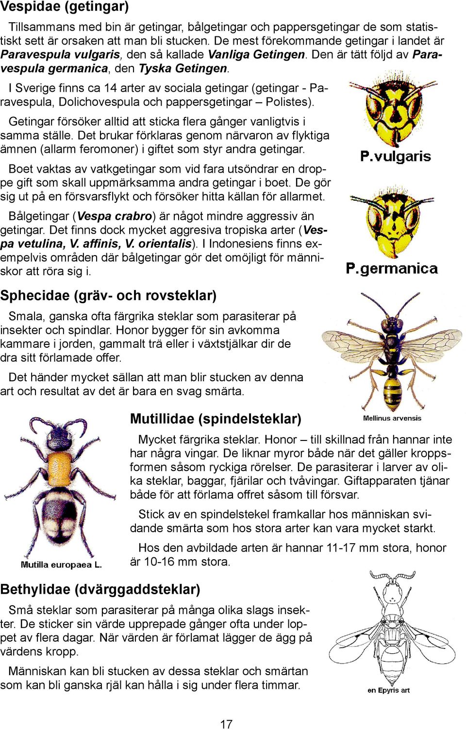 I Sverige finns ca 14 arter av sociala getingar (getingar - Paravespula, Dolichovespula och pappersgetingar Polistes). Getingar försöker alltid att sticka flera gånger vanligtvis i samma ställe.