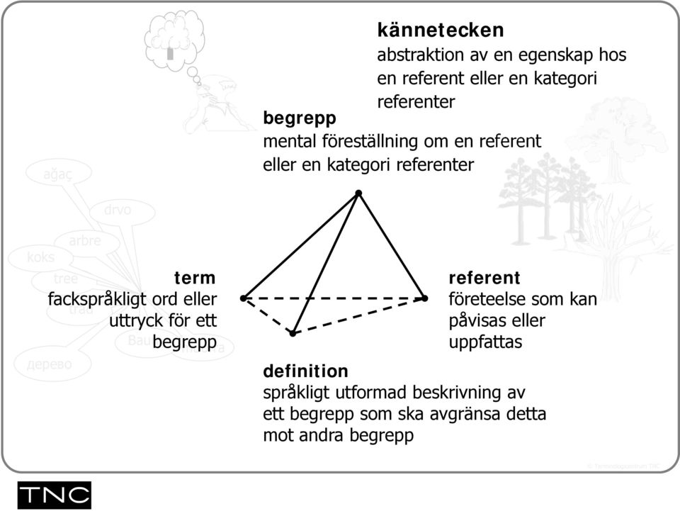 fackspråkligt ord eller träd uttryck för ett Baumbegrepp дeрево muorra referent företeelse som kan