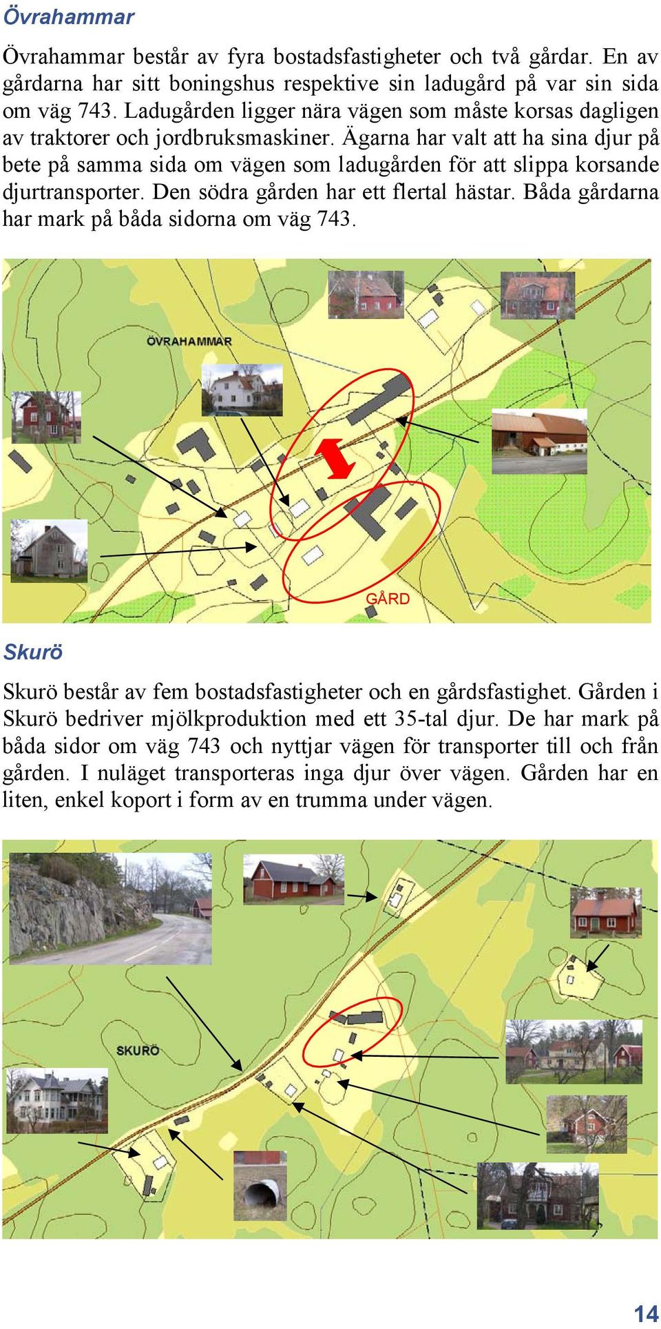 Ägarna har valt att ha sina djur på bete på samma sida om vägen som ladugården för att slippa korsande djurtransporter. Den södra gården har ett flertal hästar.