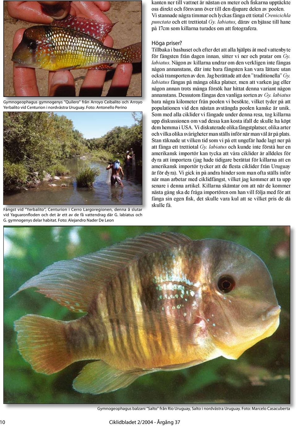 Gymnogeophagus gymnogenys Quilero från Arroyo Ceibalito och Arroyo Yerbalito vid Centurion i nordvästra Uruguay.