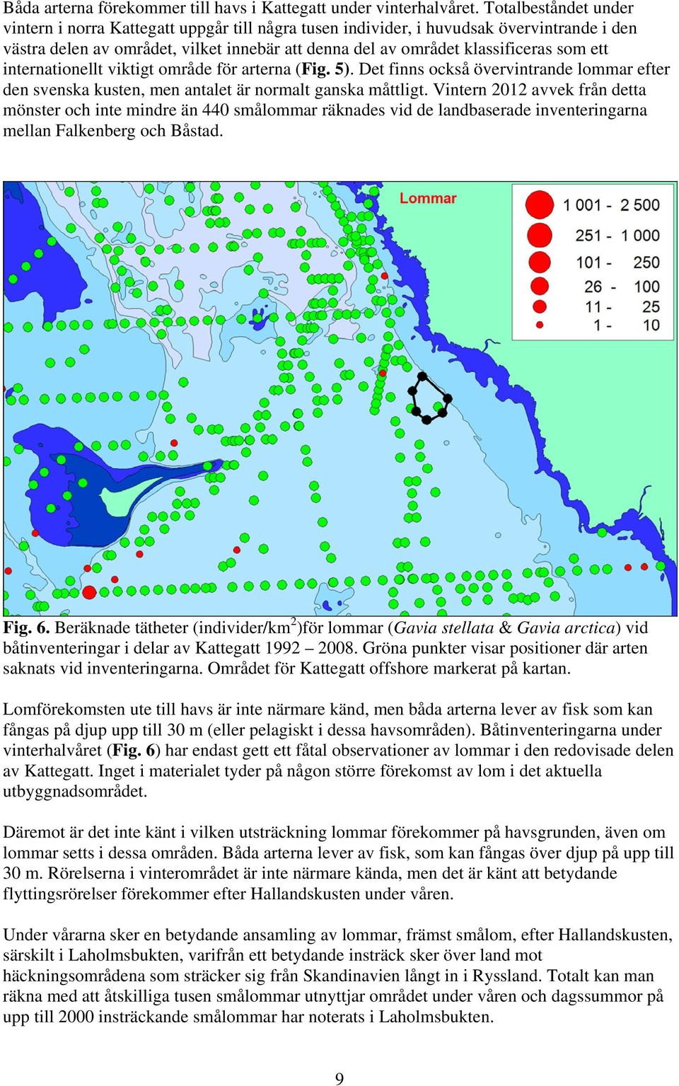 internationellt viktigt område för arterna (Fig. 5). Det finns också övervintrande lommar efter den svenska kusten, men antalet är normalt ganska måttligt.