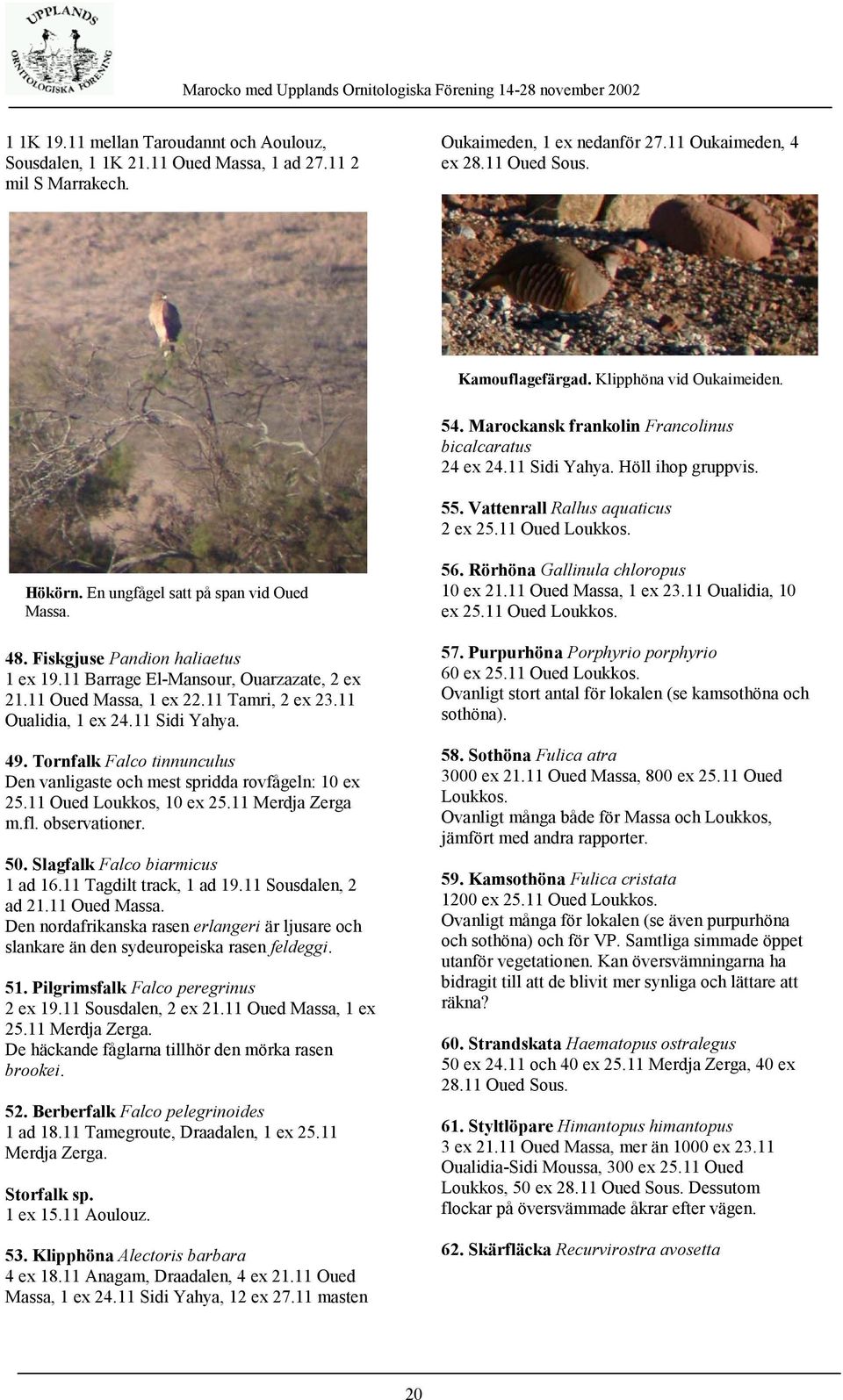 En ungfågel satt på span vid Oued Massa. 48. Fiskgjuse Pandion haliaetus 1 ex 19.11 Barrage El-Mansour, Ouarzazate, 2 ex 21.11 Oued Massa, 1 ex 22.11 Tamri, 2 ex 23.11 Oualidia, 1 ex 24.11 Sidi Yahya.