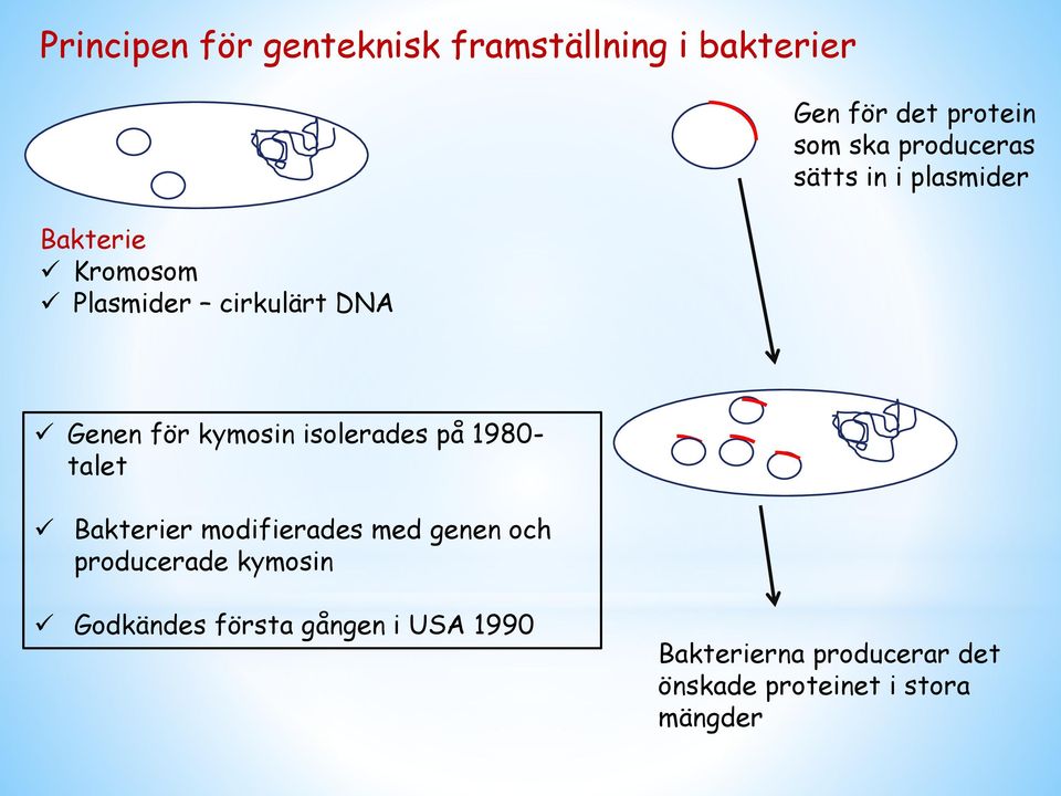 kymosin isolerades på 1980- talet Bakterier modifierades med genen och producerade