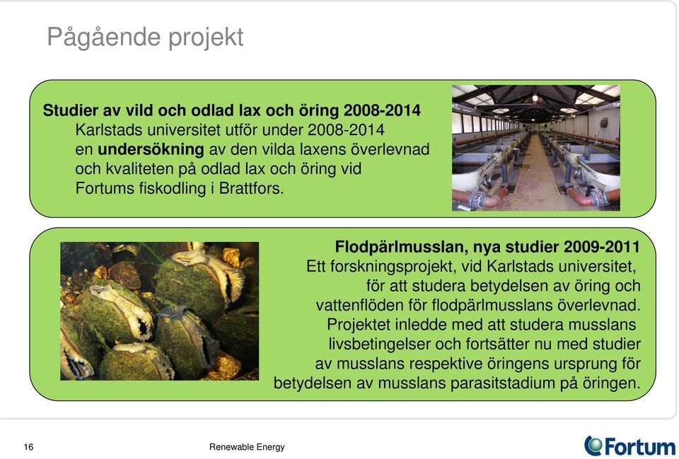 Flodpärlmusslan, nya studier 2009-2011 Ett forskningsprojekt, vid Karlstads universitet, för att studera betydelsen av öring och vattenflöden för