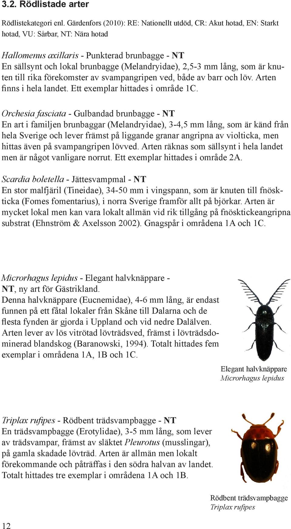 2,5-3 mm lång, som är knuten till rika förekomster av svampangripen ved, både av barr och löv. Arten finns i hela landet. Ett exemplar hittades i område 1C.