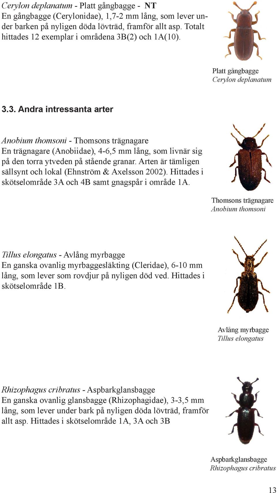 (2) och 1A(10). Platt gångbagge Cerylon deplanatum 3.