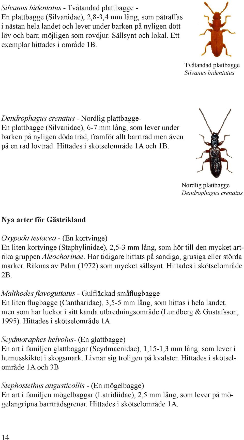 Tvåtandad plattbagge Silvanus bidentatus Dendrophagus crenatus - Nordlig plattbagge- En plattbagge (Silvanidae), 6-7 mm lång, som lever under barken på nyligen döda träd, framför allt barrträd men