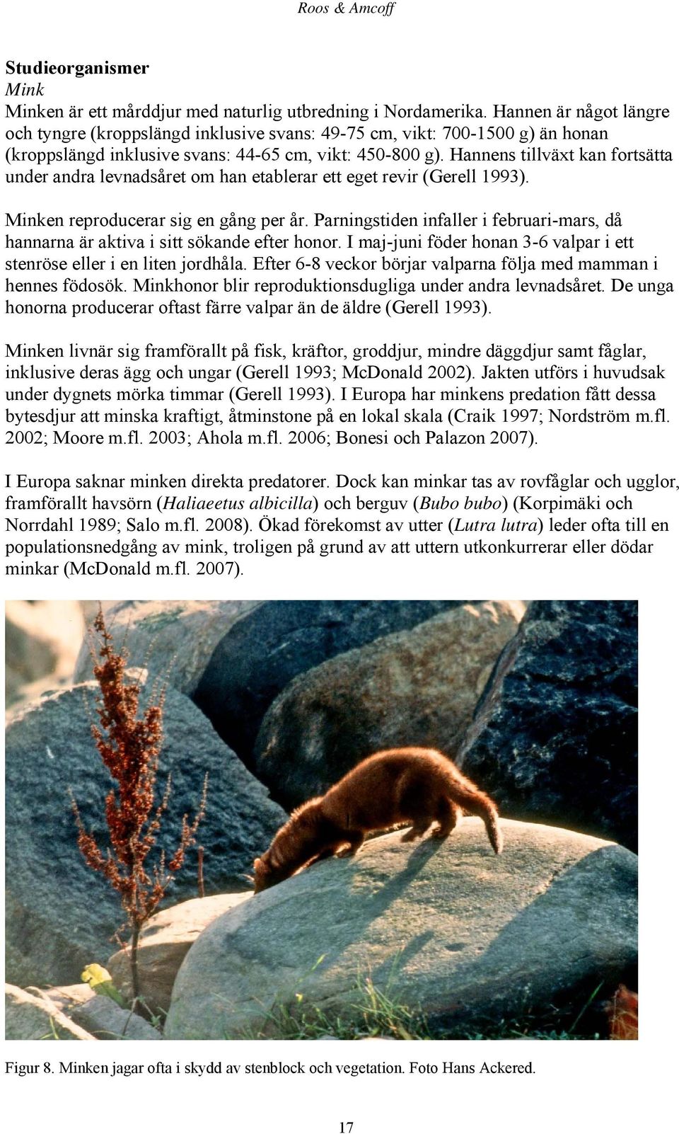 Hannens tillväxt kan fortsätta under andra levnadsåret om han etablerar ett eget revir (Gerell 1993). Minken reproducerar sig en gång per år.
