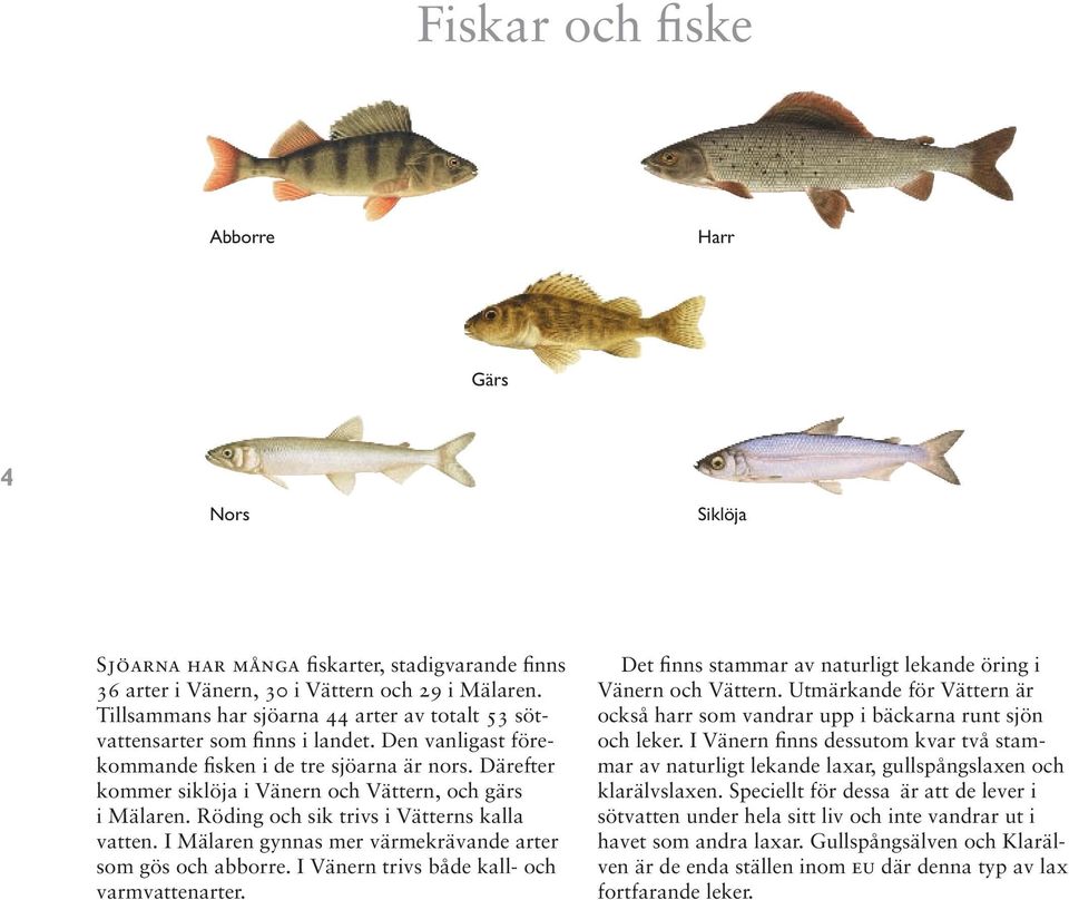 Därefter kommer siklöja i Vänern och Vättern, och gärs i Mälaren. Röding och sik trivs i Vätterns kalla vatten. I Mälaren gynnas mer värmekrävande arter som gös och abborre.