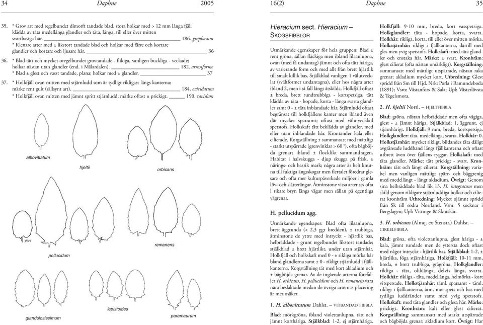 * Blad tätt och mycket oregelbundet grovtandade - flikiga, vanligen buckliga - veckade; holkar nästan utan glandler (end. i Mälardalen). 182.