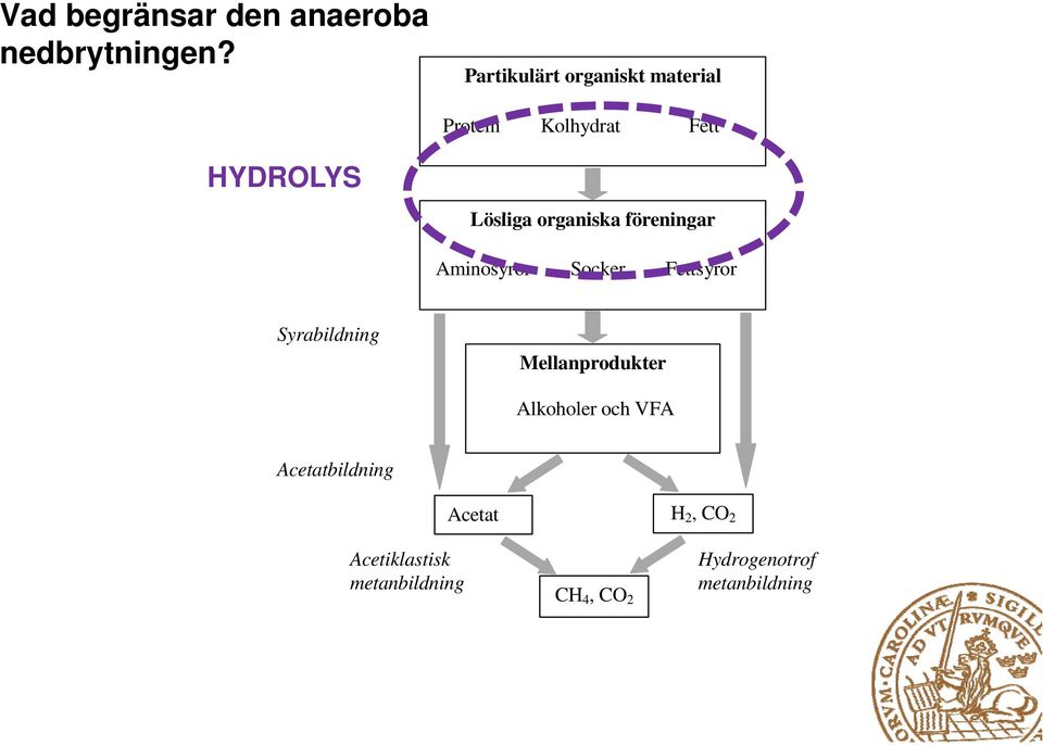 Lösliga organiska föreningar Aminosyror Socker Fettsyror Syrabildning