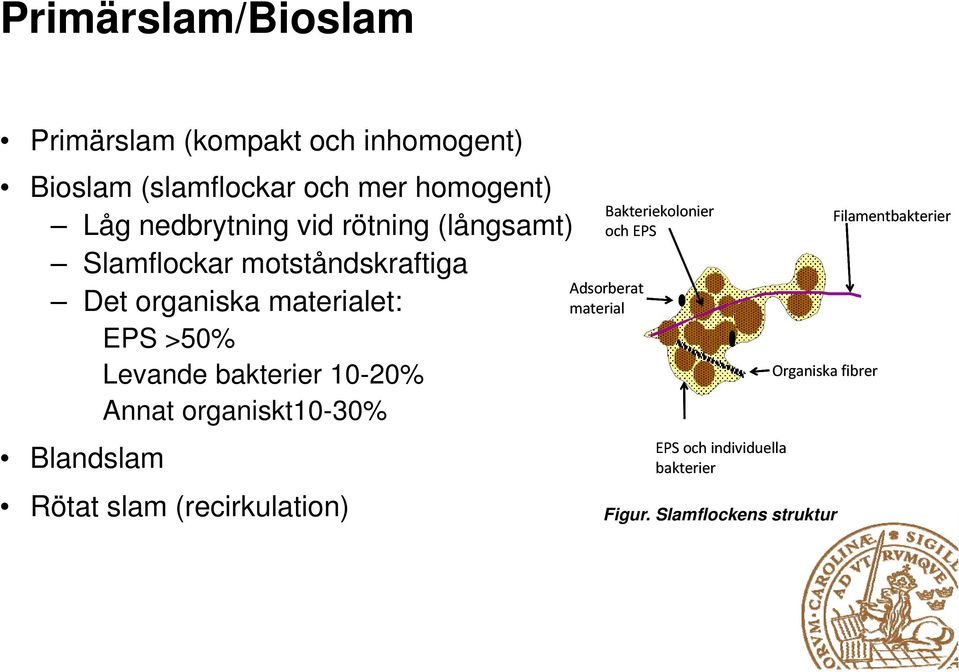 Levande bakterier 10-20% Annat organiskt10-30% Blandslam Rötat slam (recirkulation) Bakteriekolonier och