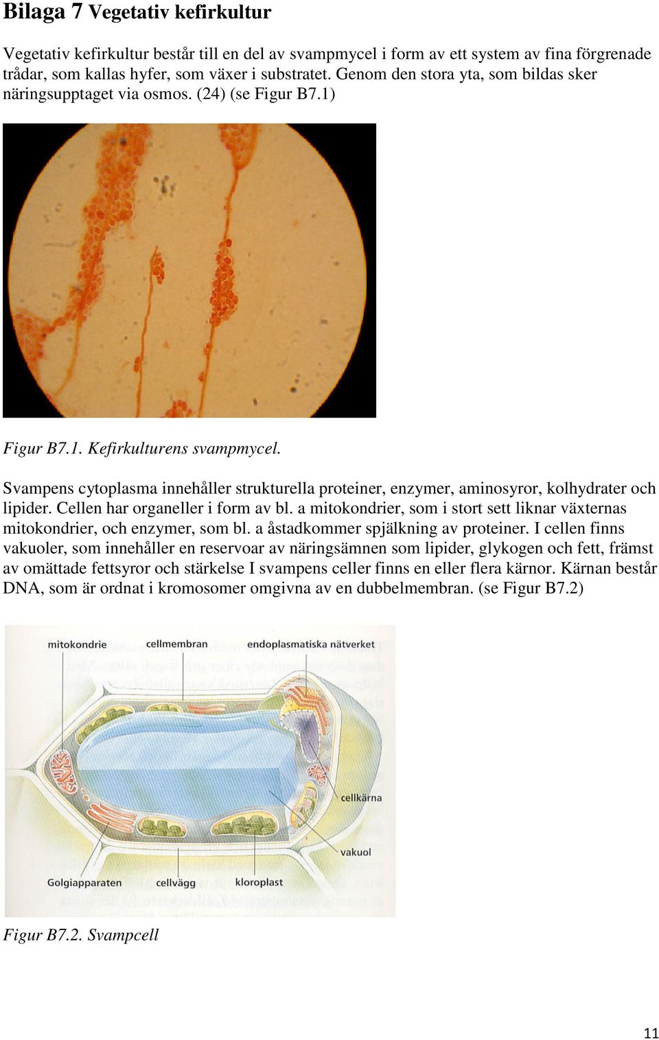 Svampens cytoplasma innehåller strukturella proteiner, enzymer, aminosyror, kolhydrater och lipider. Cellen har organeller i form av bl.