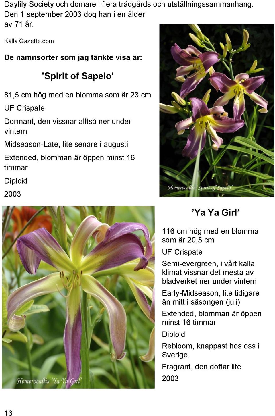senare i augusti Extended, blomman är öppen minst 16 timmar Diploid 2003 Ya Ya Girl 116 cm hög med en blomma som är 20,5 cm UF Crispate Semi-evergreen, i vårt kalla klimat