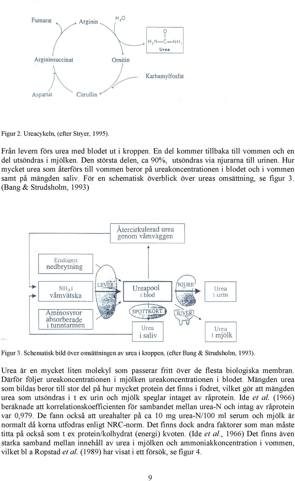 För en schematisk överblick över ureas omsättning, se figur 3. (Bang & Strudsholm, 1993) Figur 3. Schematisk bild över omsättningen av urea i kroppen, (efter Bang & Strudsholm, 1993).