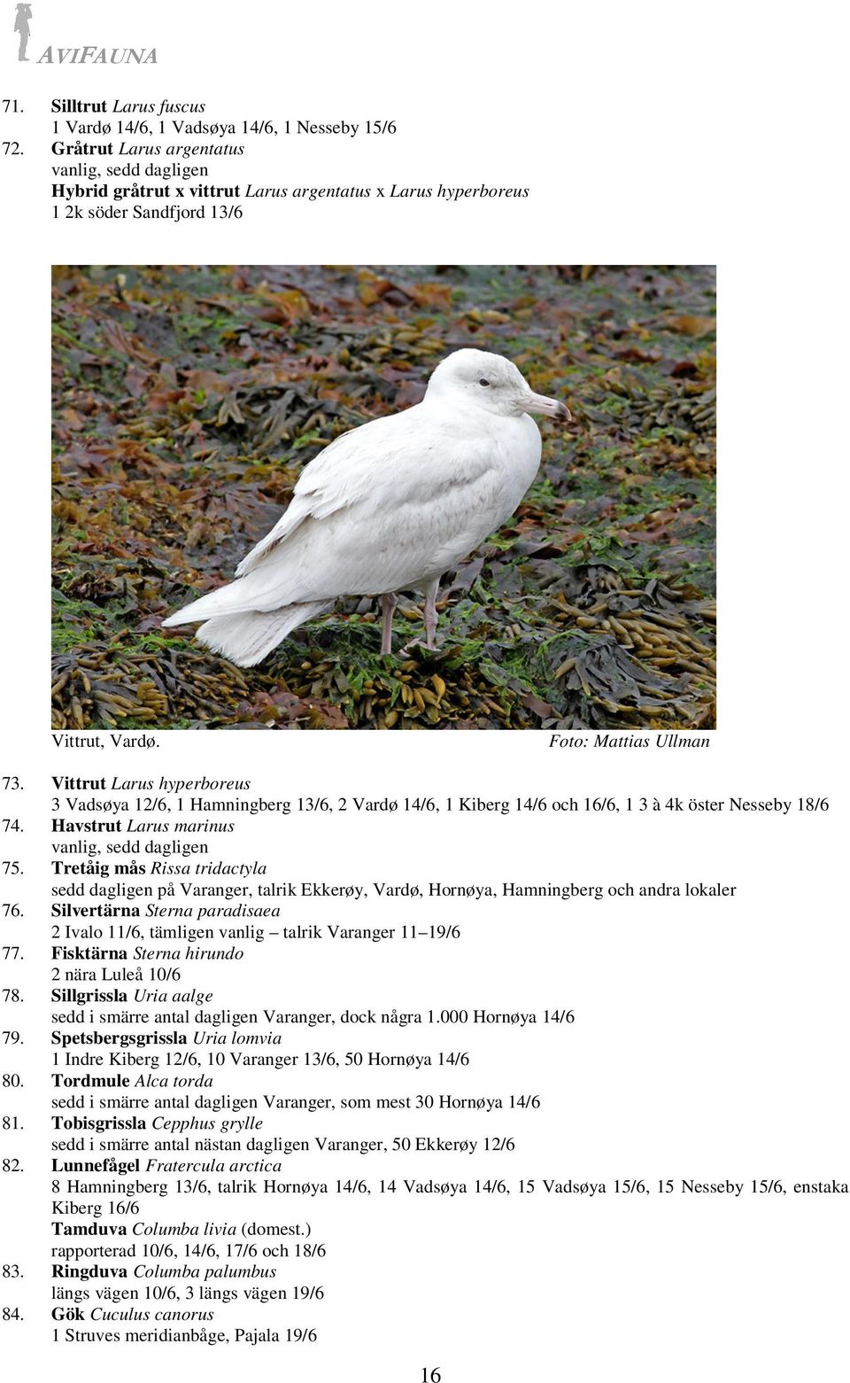 Vittrut Larus hyperboreus 3 Vadsøya 12/6, 1 Hamningberg 13/6, 2 Vardø 14/6, 1 Kiberg 14/6 och 16/6, 1 3 à 4k öster Nesseby 18/6 74. Havstrut Larus marinus vanlig, sedd dagligen 75.