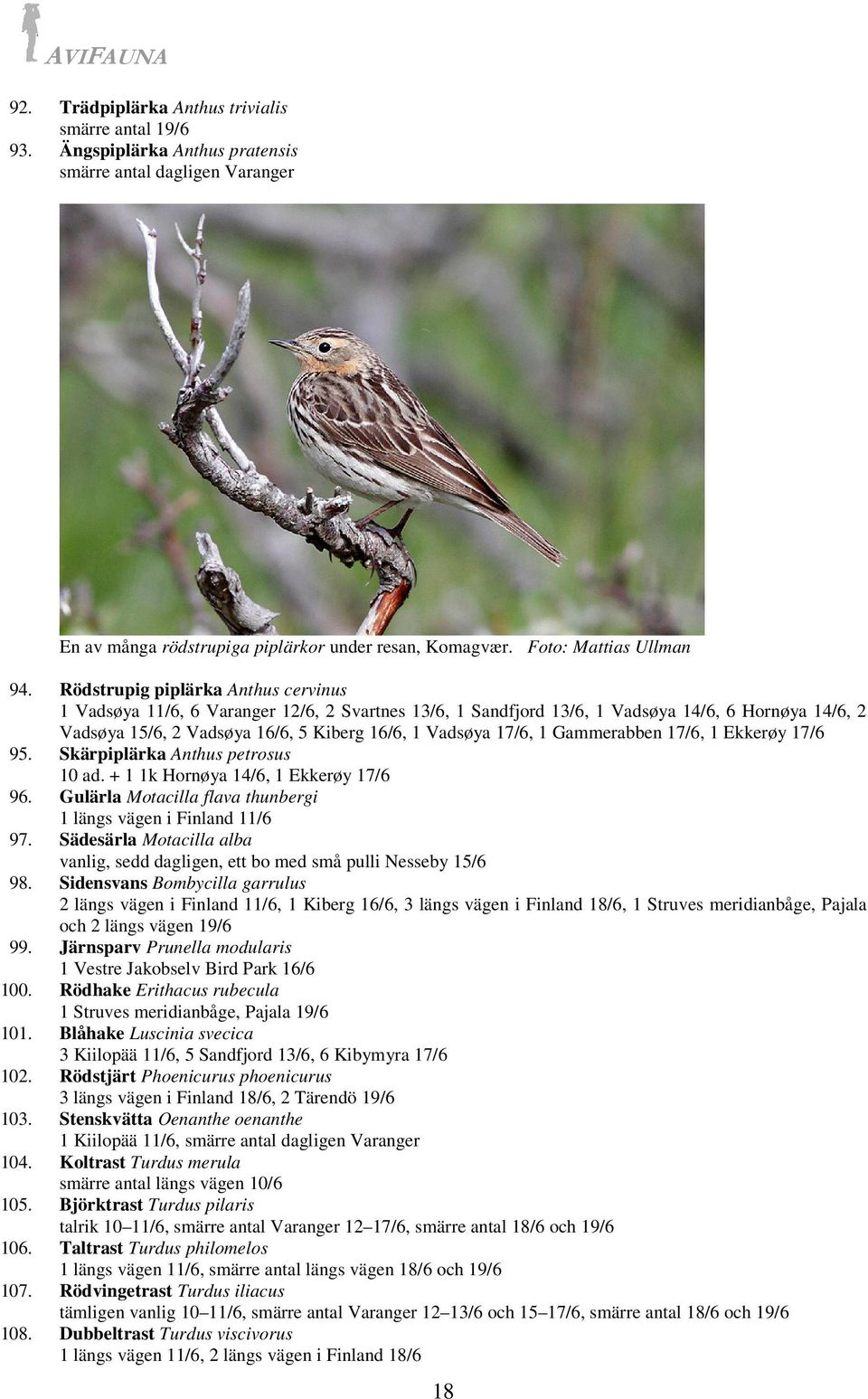 1 Gammerabben 17/6, 1 Ekkerøy 17/6 95. Skärpiplärka Anthus petrosus 10 ad. + 1 1k Hornøya 14/6, 1 Ekkerøy 17/6 96. Gulärla Motacilla flava thunbergi 1 längs vägen i Finland 11/6 97.