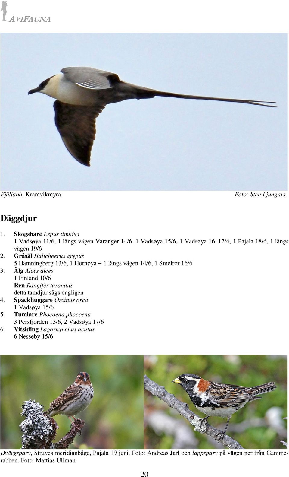 Gråsäl Halichoerus grypus 5 Hamningberg 13/6, 1 Hornøya + 1 längs vägen 14/6, 1 Smelror 16/6 3.