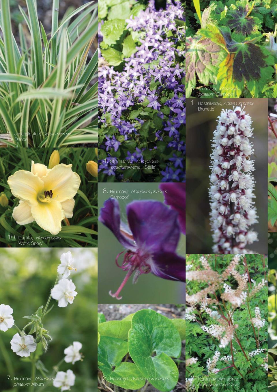 Brunnäva, Geranium phaeum Samobor 10. Daglilja, Hemerocallis Arctic Snow 7.