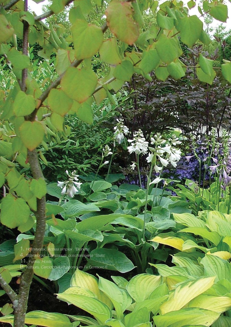 Stjärnklocka, Campanula poscharskyana