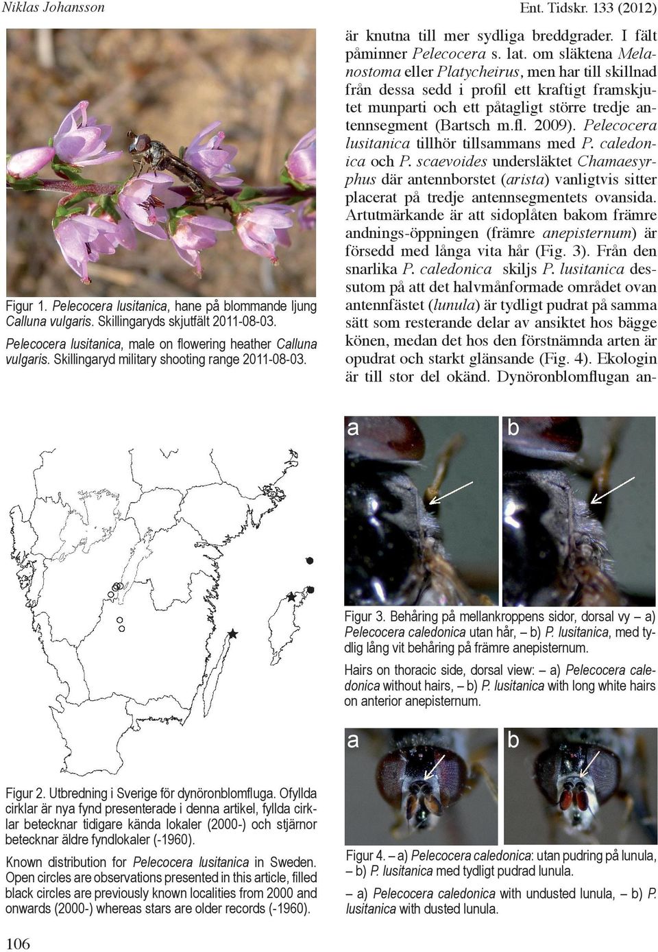 om släktena Melanostoma eller Platycheirus, men har till skillnad från dessa sedd i profil ett kraftigt framskjutet munparti och ett påtagligt större tredje antennsegment (Bartsch m.fl. 2009).