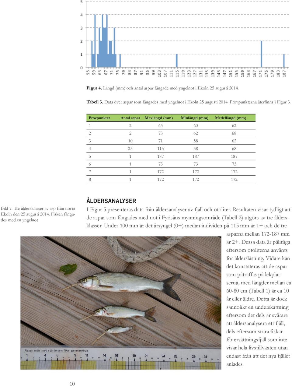 Tre åldersklasser av asp från norra Ekoln den 25 augusti 2014. Fisken fångades med en yngelnot. ÅLDERSANALYSER I Figur 5 presenteras data från åldersanalyser av fjäll och otoliter.