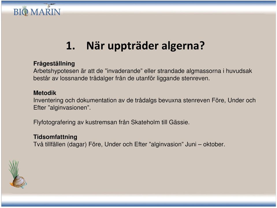 lossnande trådalger från de utanför liggande stenreven.