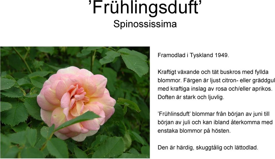 Färgen är ljust citron- eller gräddgul med kraftiga inslag av rosa och/eller aprikos.