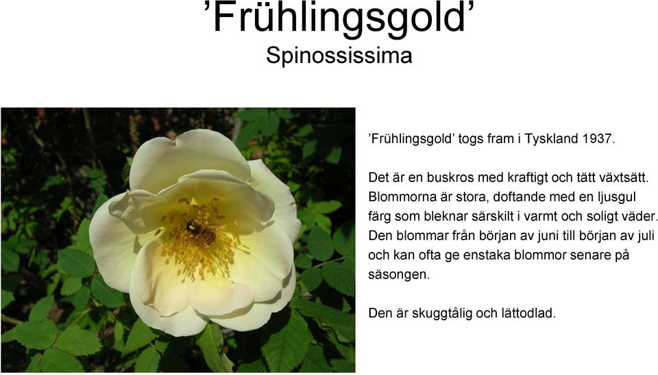 Blommorna är stora, doftande med en ljusgul färg som bleknar särskilt i varmt och