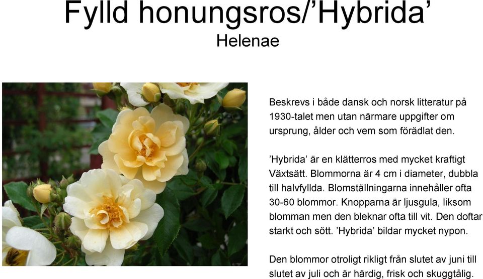 Blomställningarna innehåller ofta 30-60 blommor. Knopparna är ljusgula, liksom blomman men den bleknar ofta till vit.