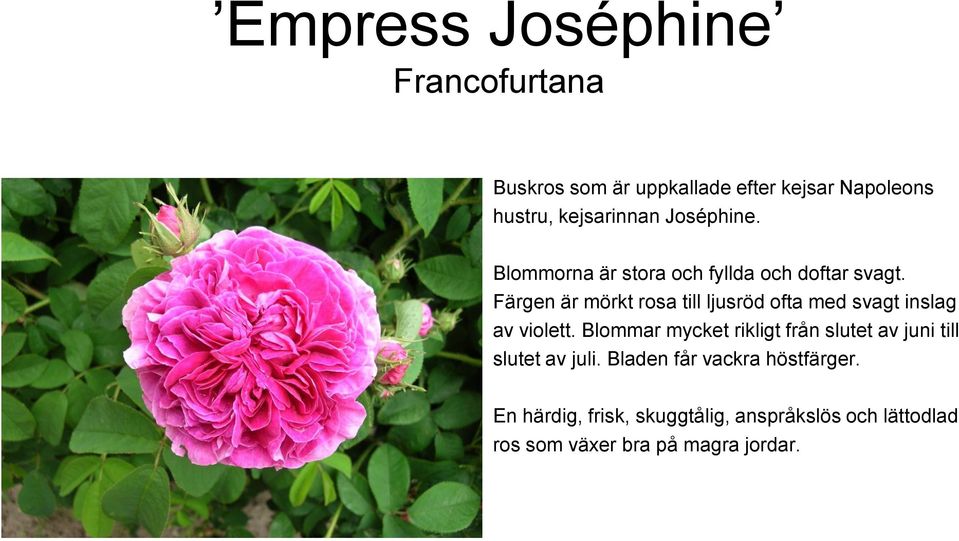 Färgen är mörkt rosa till ljusröd ofta med svagt inslag av violett.