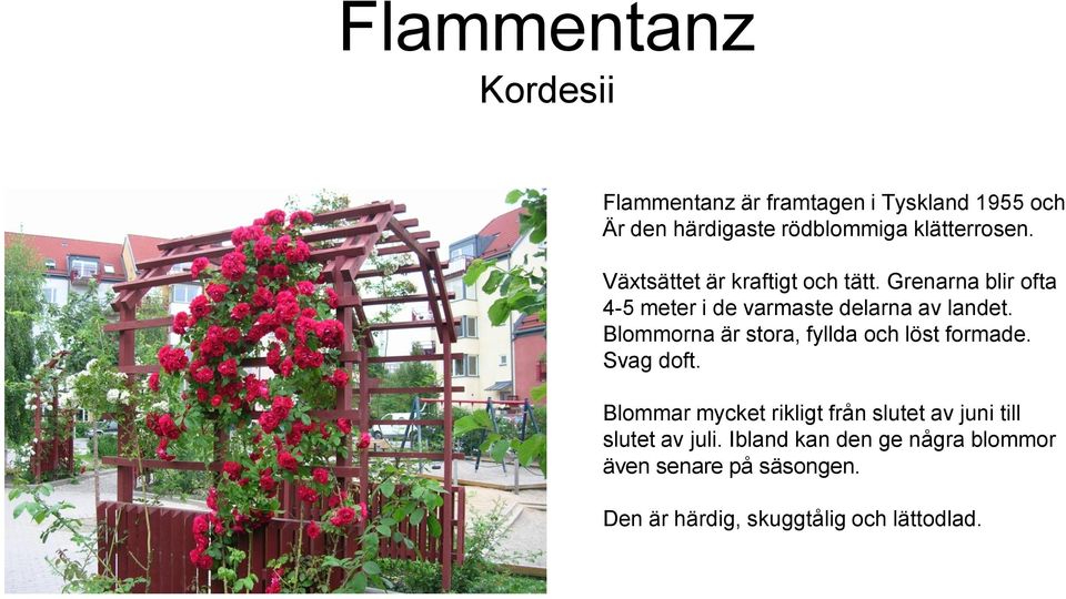 Grenarna blir ofta 4-5 meter i de varmaste delarna av landet. Blommorna är stora, fyllda och löst formade.