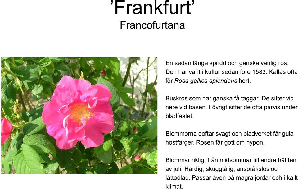 I övrigt sitter de ofta parvis under bladfästet. Blommorna doftar svagt och bladverket får gula höstfärger.