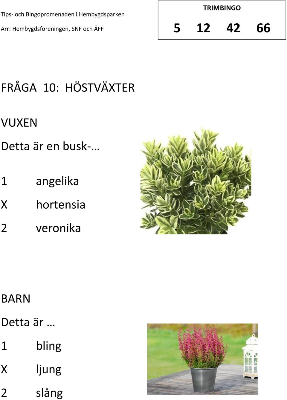 busk- 1 angelika hortensia 2