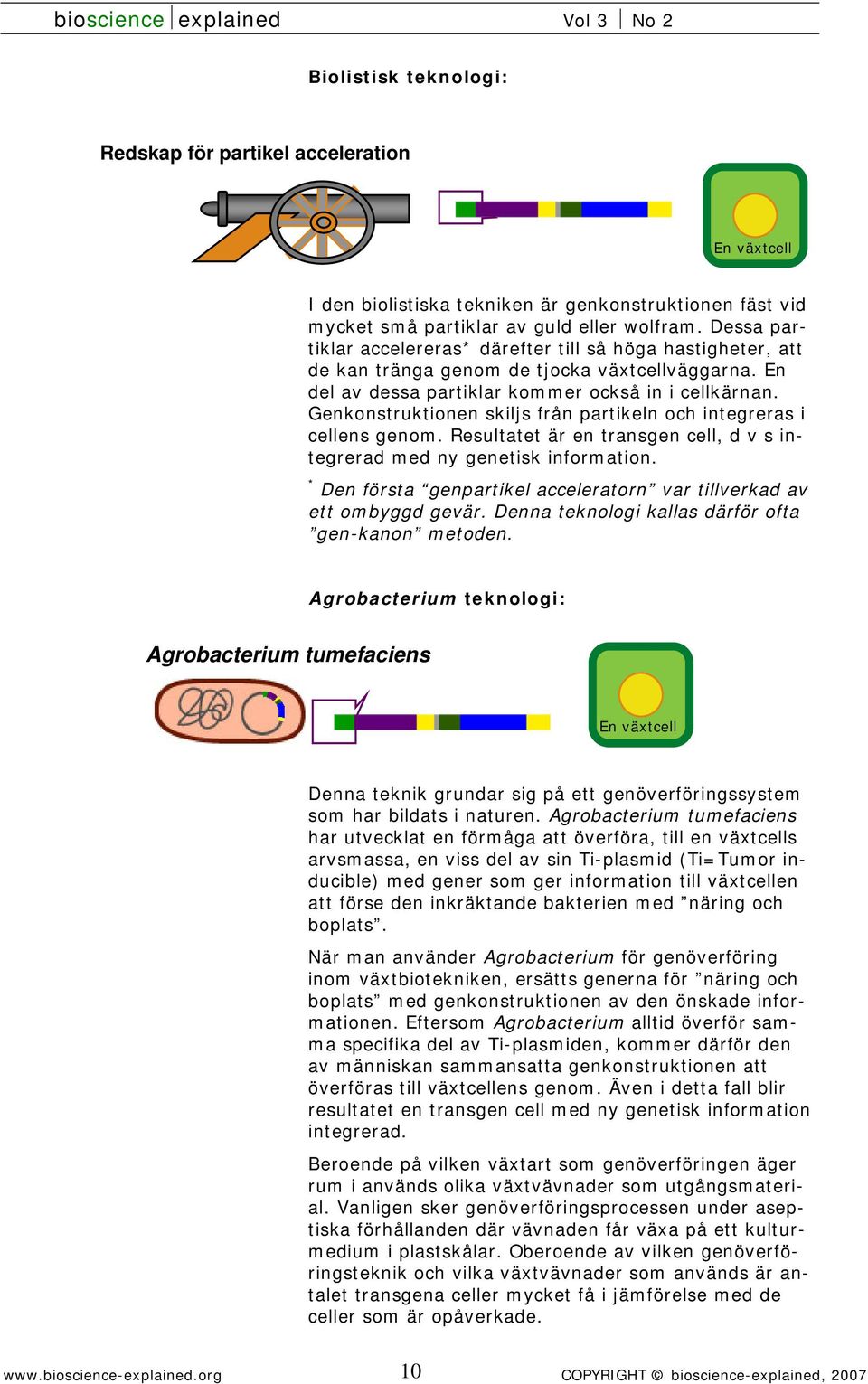 Genkonstruktionen skiljs från partikeln och integreras i cellens genom. Resultatet är en transgen cell, d v s integrerad med ny genetisk information.