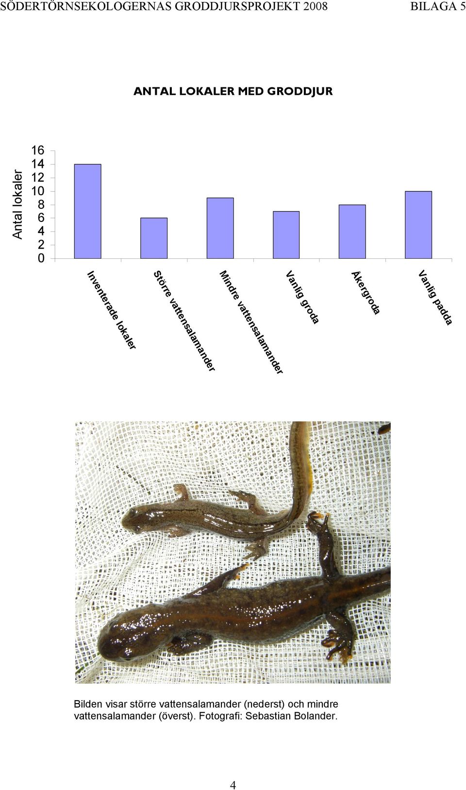 Vanlig groda Åkergroda Bilden visar större vattensalamander