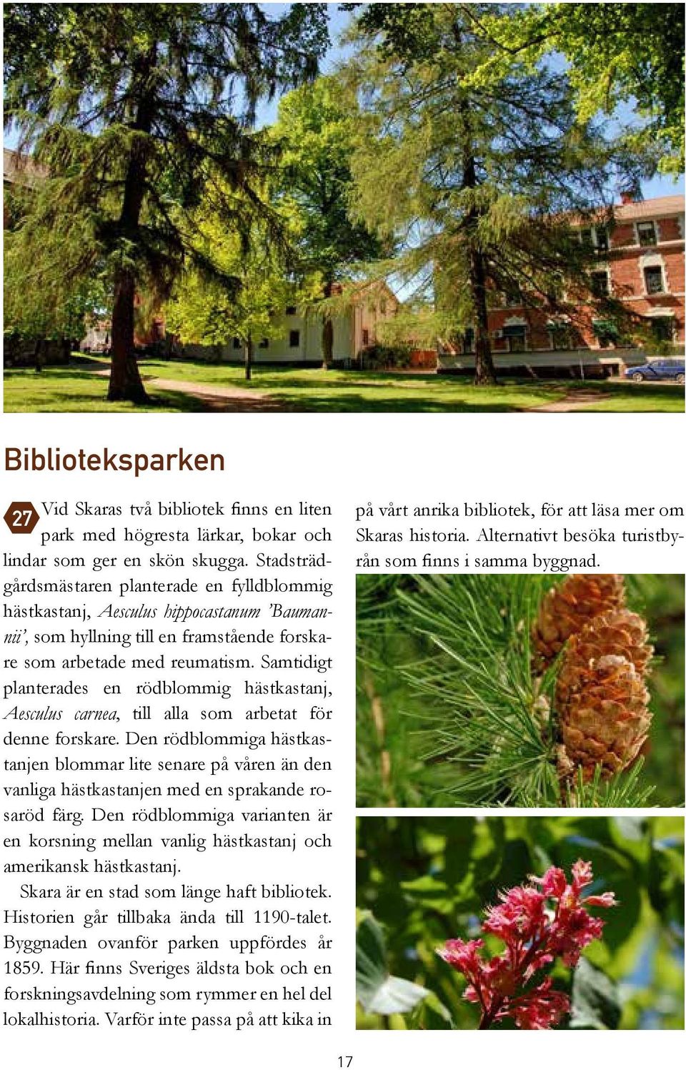 Samtidigt planterades en rödblommig hästkastanj, Aesculus carnea, till alla som arbetat för denne forskare.