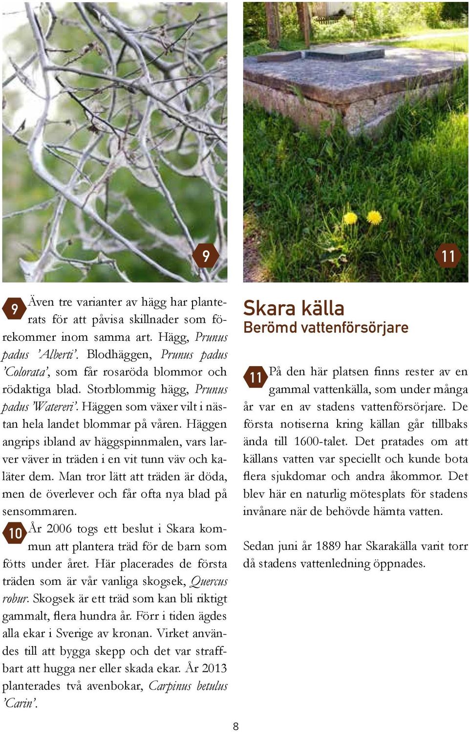 Häggen angrips ibland av häggspinnmalen, vars larver väver in träden i en vit tunn väv och kaläter dem. Man tror lätt att träden är döda, men de överlever och får ofta nya blad på sensommaren.