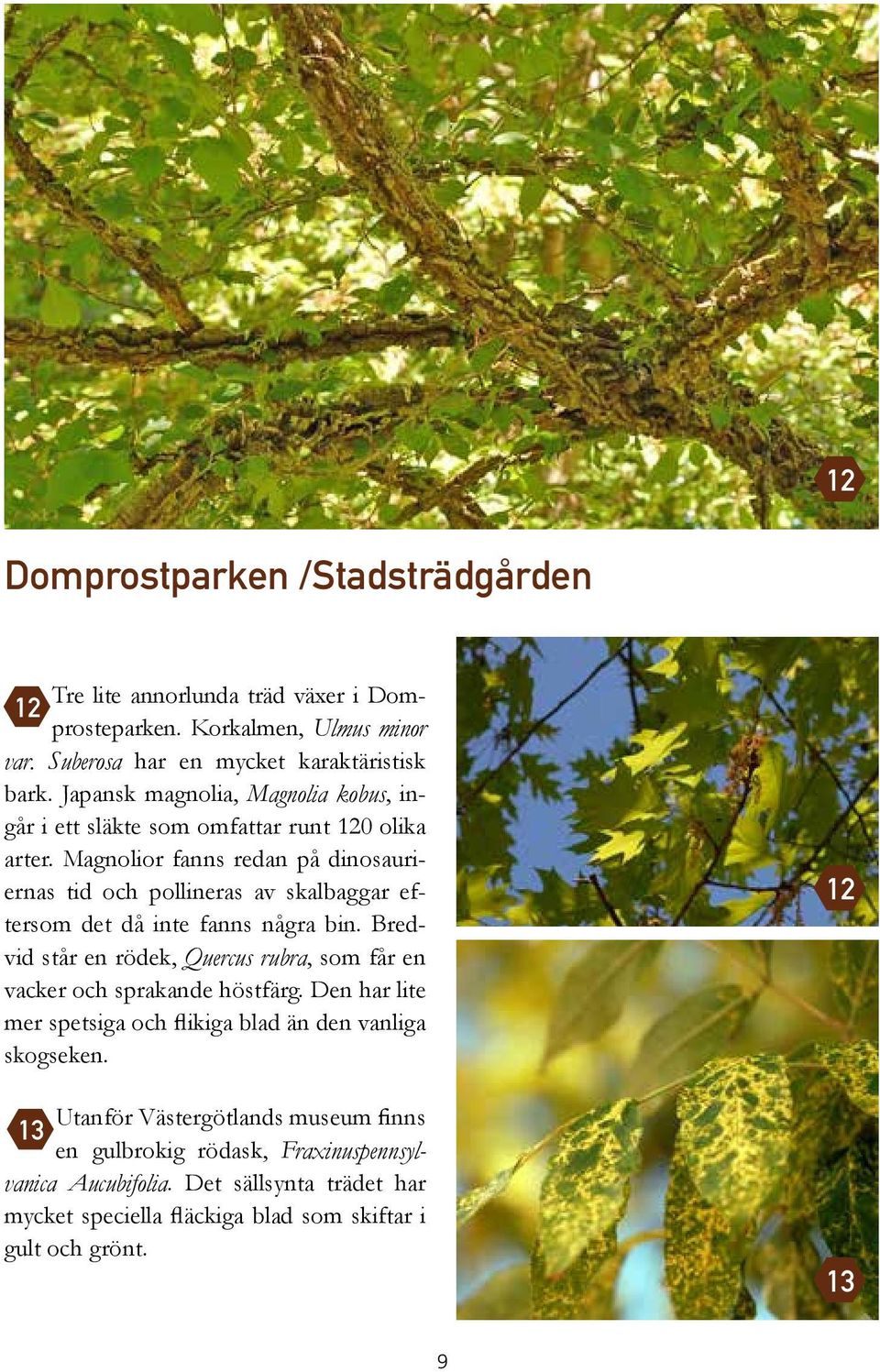 Magnolior fanns redan på dinosauriernas tid och pollineras av skalbaggar eftersom det då inte fanns några bin.