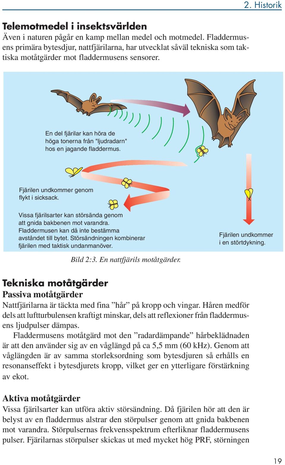 Historik En del fjärilar kan höra de höga tonerna från "ljudradarn" hos en jagande fladdermus. Fjärilen undkommer genom flykt i sicksack.