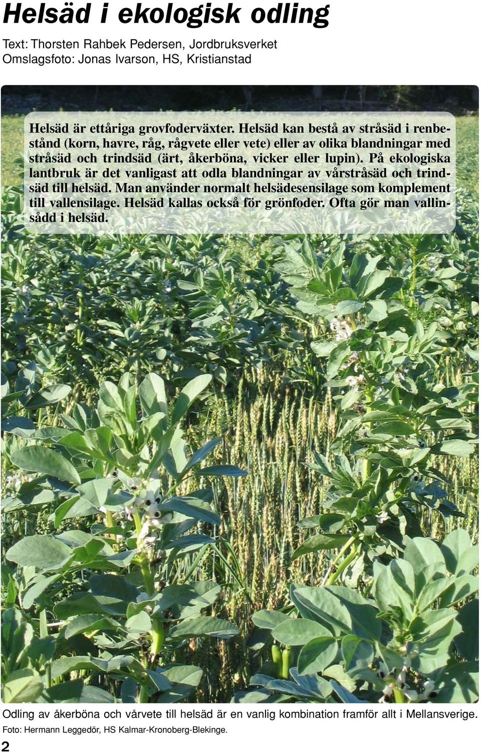 På ekologiska lantbruk är det vanligast att odla blandningar av vårstråsäd och trindsäd till helsäd. Man använder normalt helsädesensilage som komplement till vallensilage.