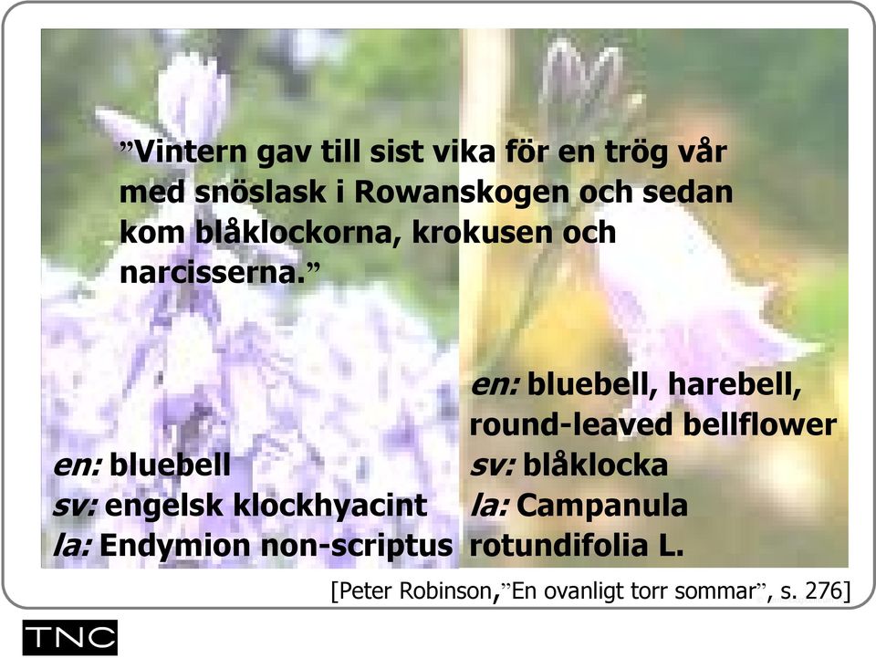 en: bluebell sv: engelsk klockhyacint la: Endymion non-scriptus en: bluebell,