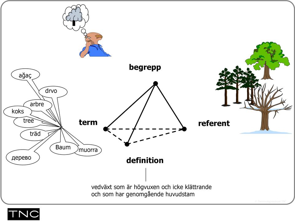 definition vedväxt som är högvuxen och