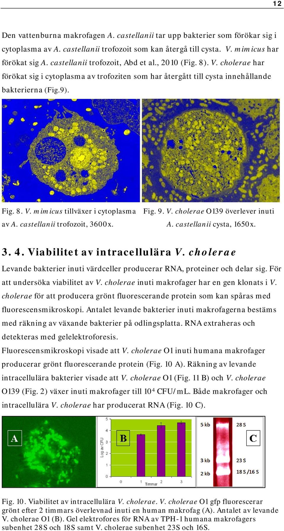 9. V. cholerae O139 överlever inuti av A. castellanii trofozoit, 3600x. A. castellanii cysta, 1650x. 3. 4. Viabilitet av intracellulära V.