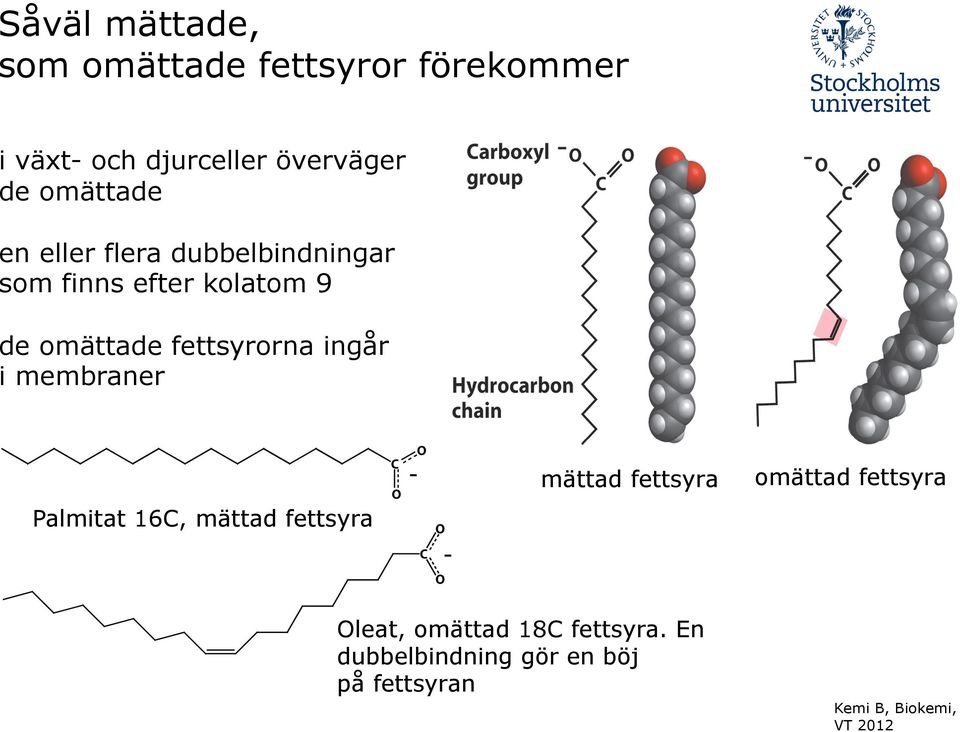 fettsyrorna ingår i membraner Palmitat 16C, mättad fettsyra mättad fettsyra