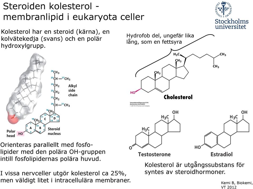 Hydrofob del, ungefär lika lång, som en fettsyra Orienteras parallellt med fosfolipider med den polära