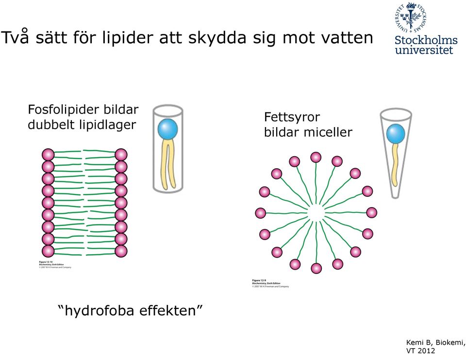 bildar dubbelt lipidlager